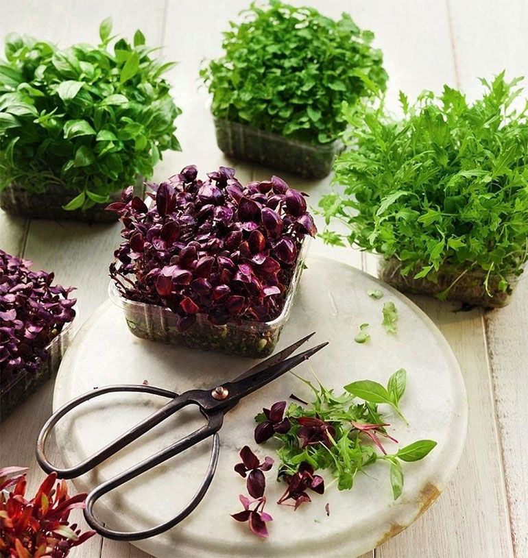 krepšelis žalumynai žalumynai