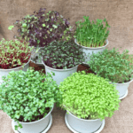 žalumynų krepšys mikrožalumynai abonementas