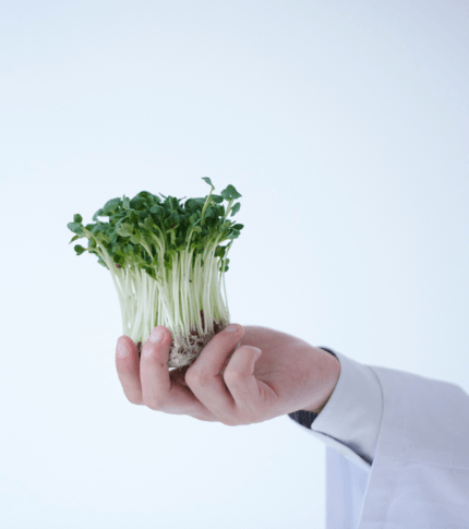 Pipirnės mikrožalumynai (ūgliai)