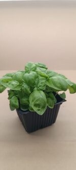 Bazilikas- augantis - Image 2