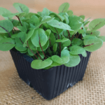 Raudonoji rūgštynė (Sorrel Red)