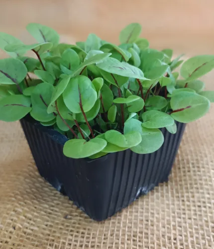 Raudonoji rūgštynė (Sorrel Red)