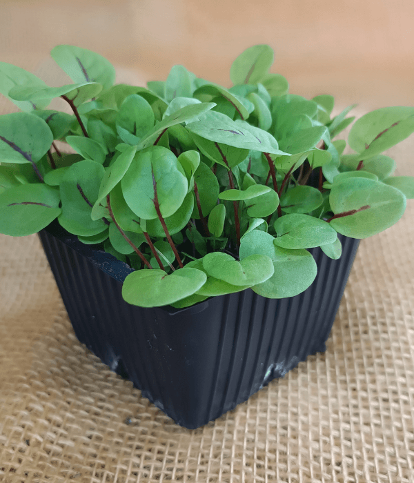 Raudonoji rūgštynė (Sorrel Red)